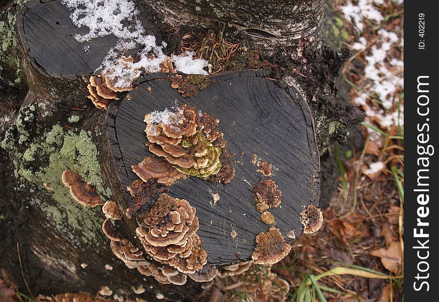 Old tree stump