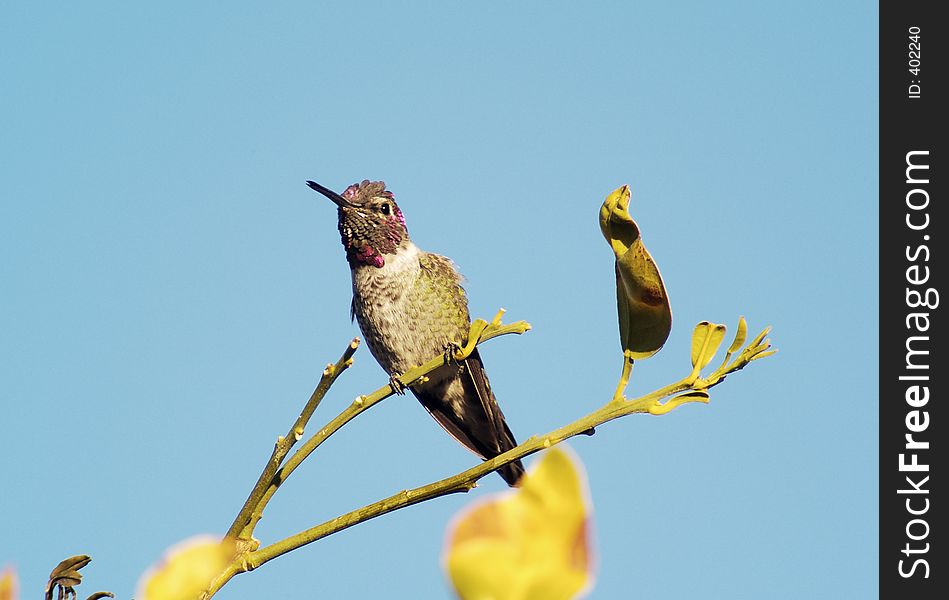 Hummingbird resting on the branch of a grapefruit tree. Hummingbird resting on the branch of a grapefruit tree.