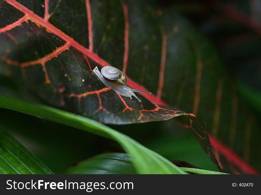 Macro of Snail