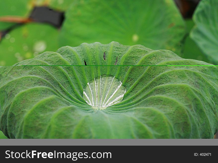 Macro of drop of water on a lotus leaf