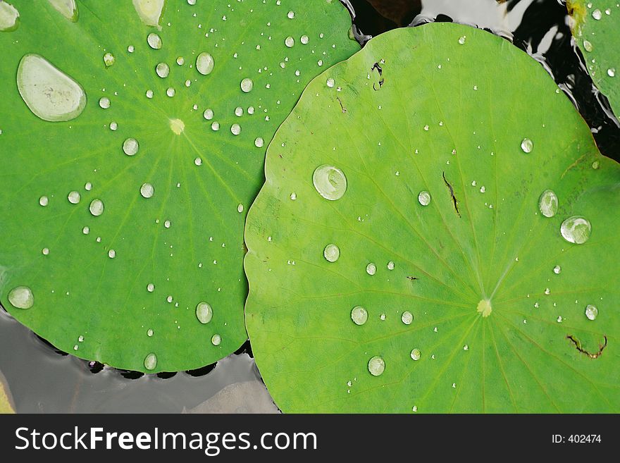 Macro of drop of water on a lotus leaf