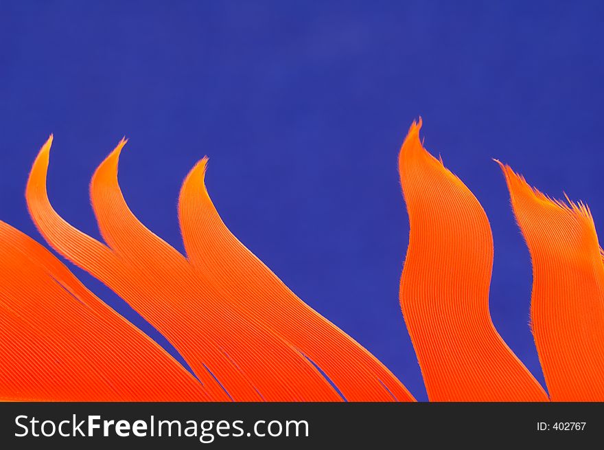 Orange Feather on a Blue Background