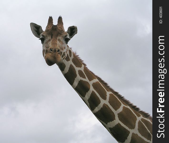 Curious Giraffe