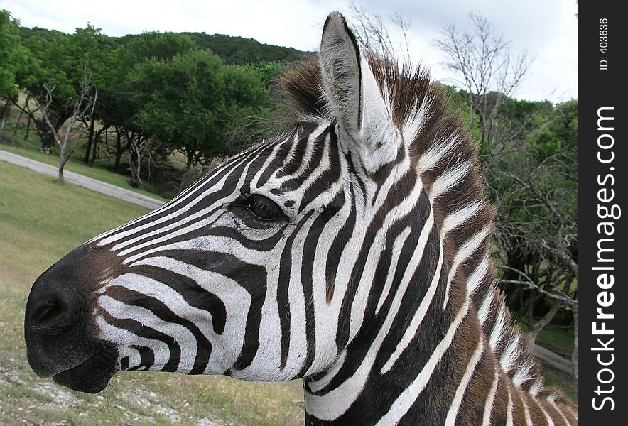 Young Zebra