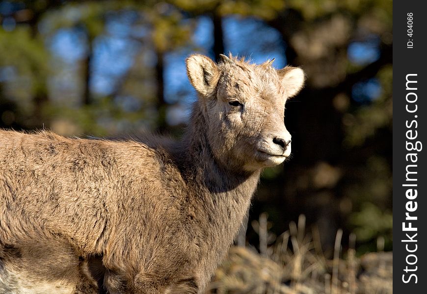A baby bighorn sheep looks on in Jasper National Park.