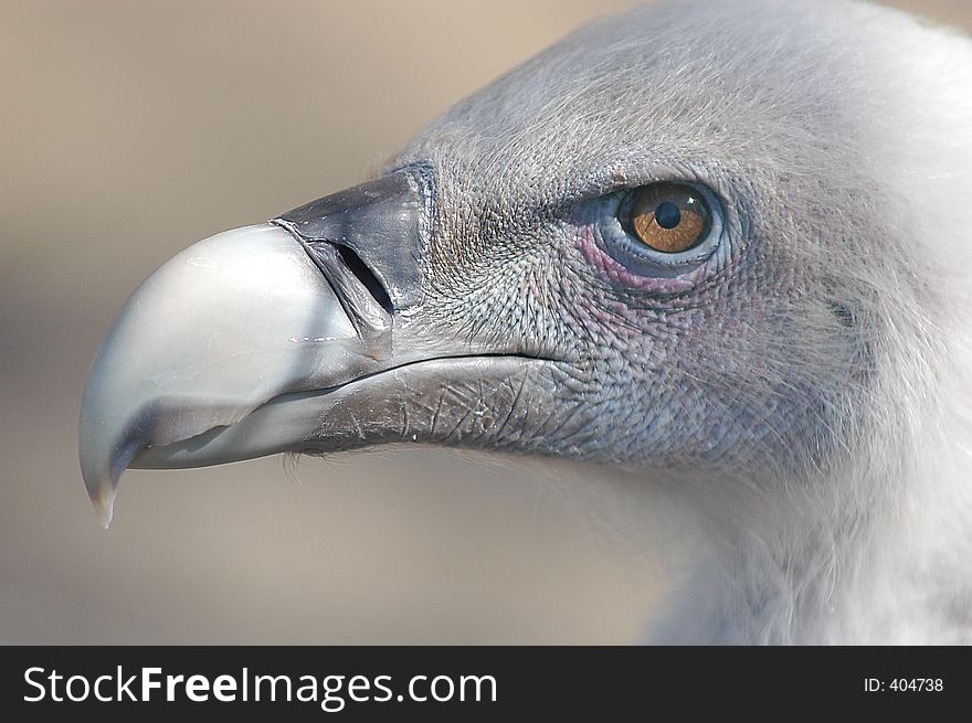Vulture Closeup