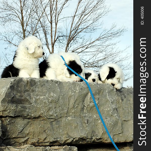 Puppies on wall with hanging blue leash. Puppies on wall with hanging blue leash.