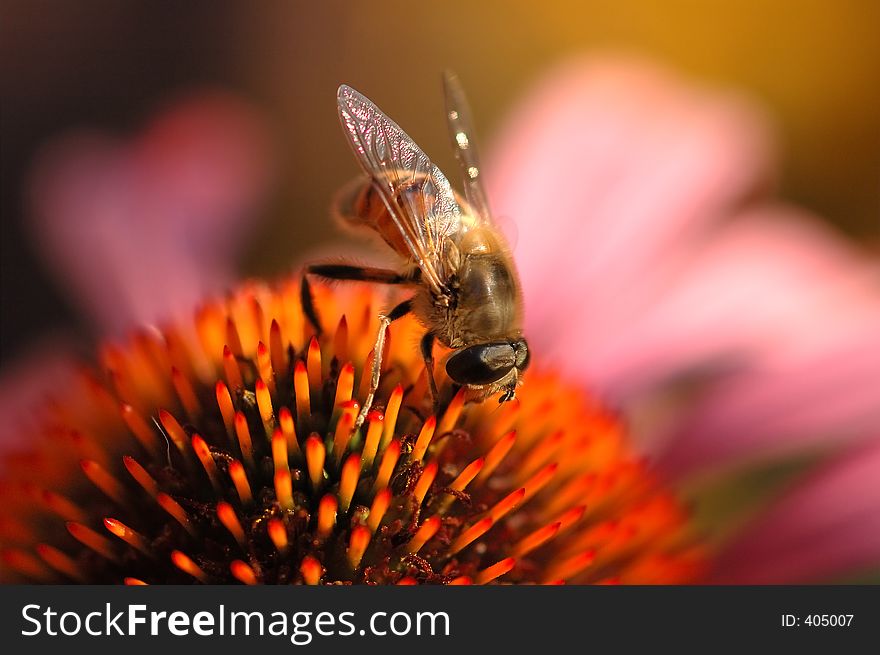 Close-up of a bee on a flower. Close-up of a bee on a flower