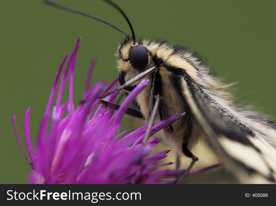 Swallow tail, one of the nicest butterflies, on thistle blossom, very small depth of field