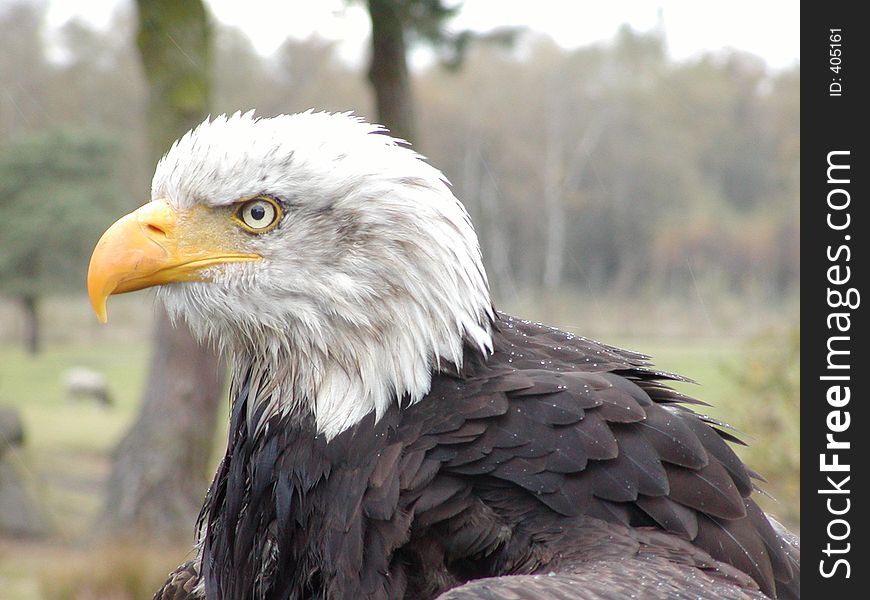 The head of a bald eagle