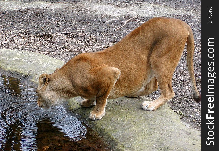 Lioness Drinking