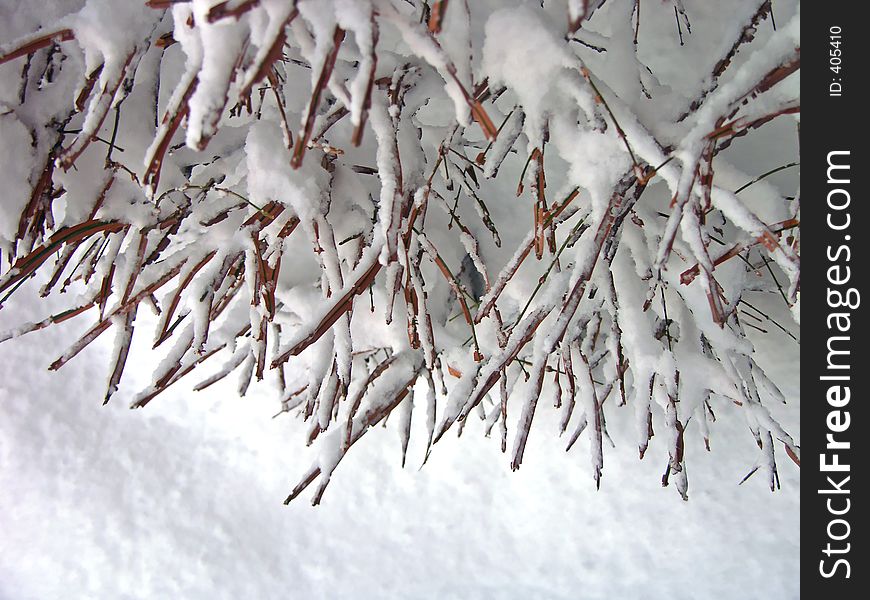 Twigs and Branches laden with snow. Twigs and Branches laden with snow.