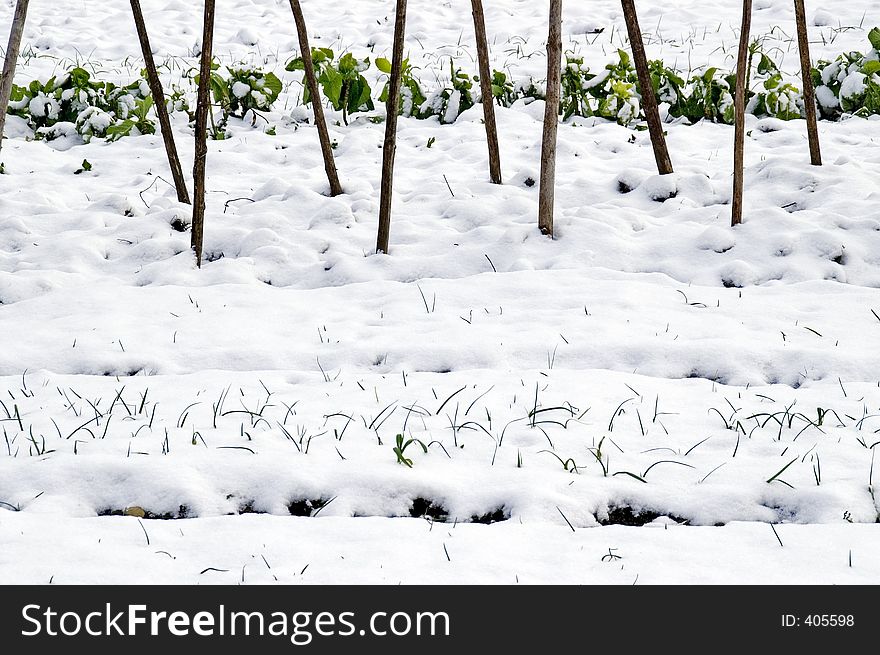 Snowcovered savoy cabbage and leeks in an allotment in the snow between bean supports. Snowcovered savoy cabbage and leeks in an allotment in the snow between bean supports