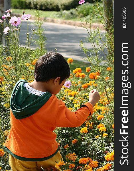 Little boy searching among the flowers. Little boy searching among the flowers