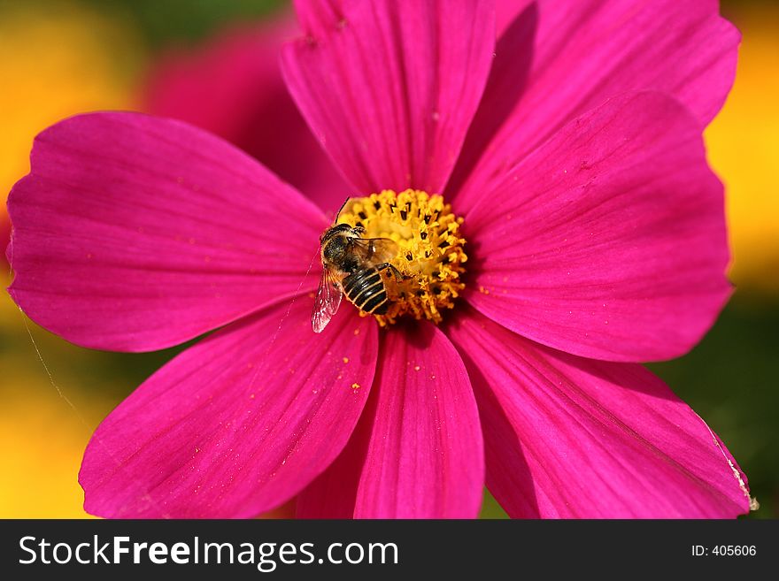 Bee collecting pollen in bright pink flower. Bee collecting pollen in bright pink flower