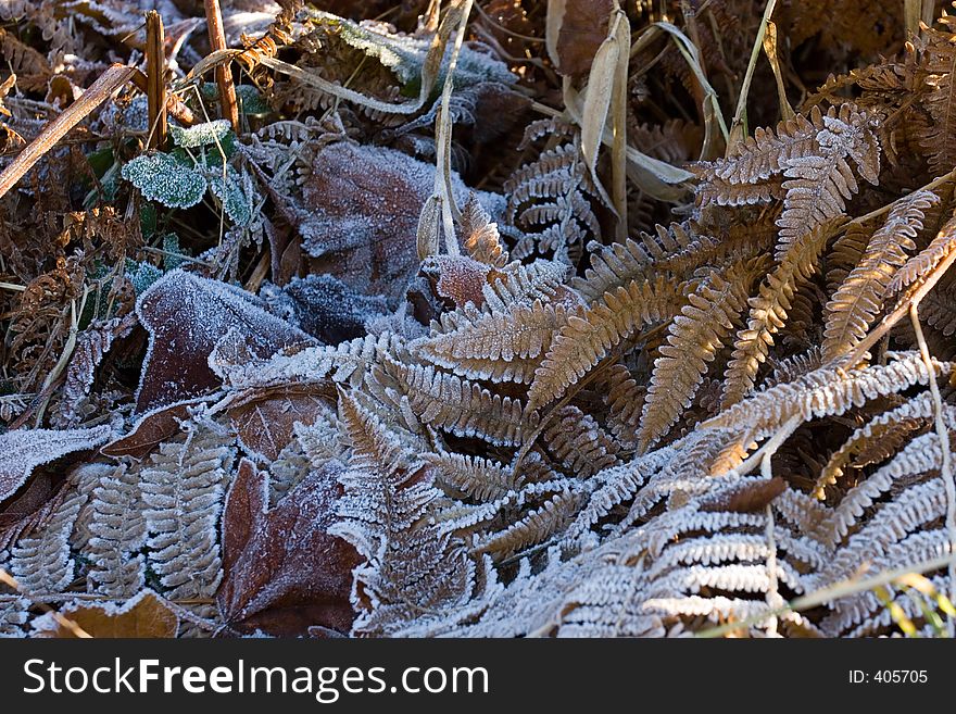 Leaves In The Frost