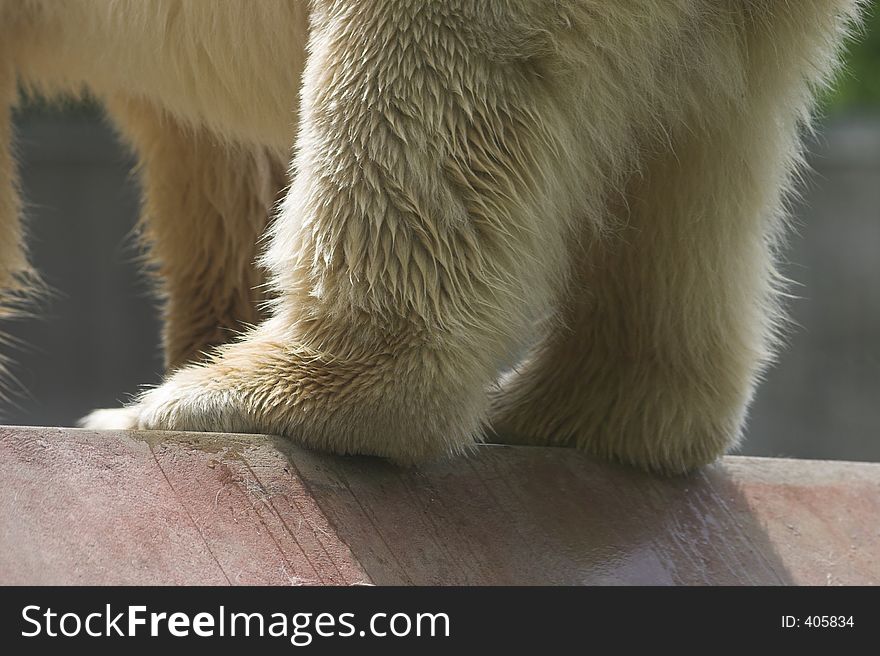 Ice bear, detail, standing on a wall, zoo-picture. Ice bear, detail, standing on a wall, zoo-picture