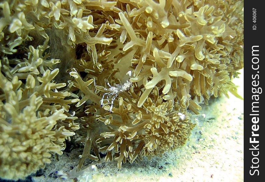 Cleaner shrimp in a cleaning station where various marine species come to this place to be cleaned by this shrimp