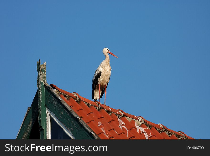 Stork on roof brings the babies
