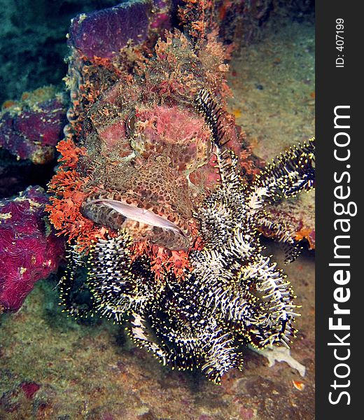 A feather-star crawled onto this scorpionfish face & it was irritating the fish very much!. A feather-star crawled onto this scorpionfish face & it was irritating the fish very much!