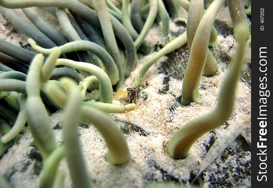 This transparent shrimp is well hidden among the anemone tentacles. This transparent shrimp is well hidden among the anemone tentacles