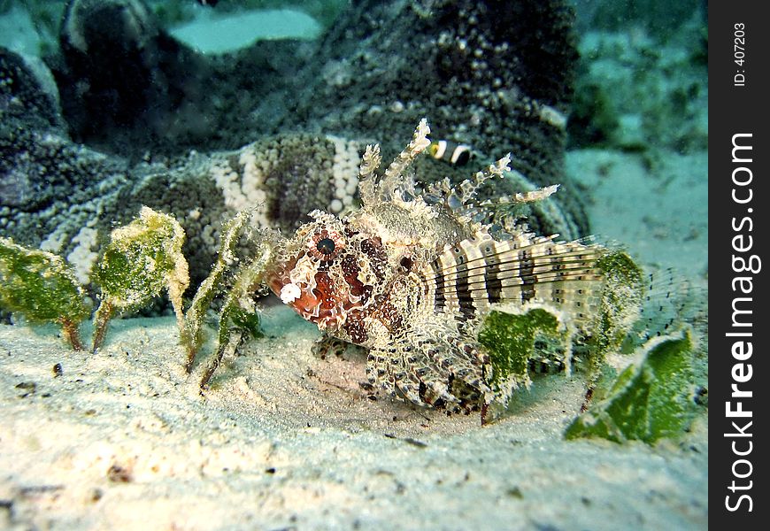 Staying still on the sandy bottom. Staying still on the sandy bottom