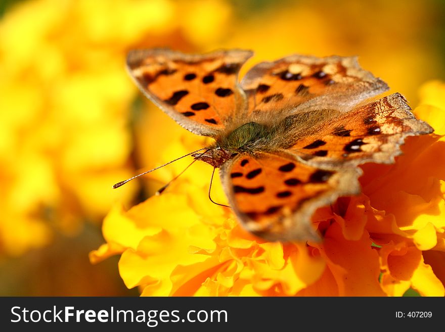 Golden butterfly resting on orange yellow flowers with wings spread.