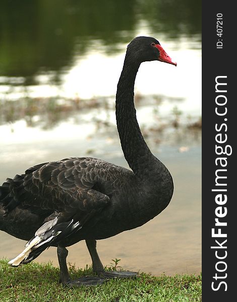 Black swan with long neck and red beak standing by the river