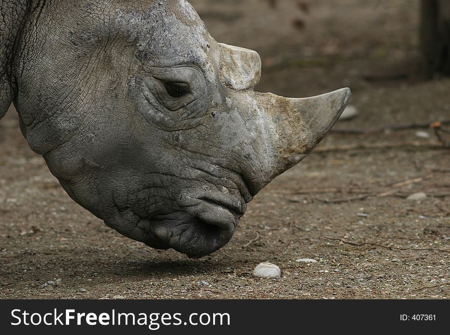 Rhino (diceros Bicornis)