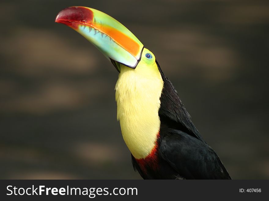 Colorful toucan with an inquisitive look.