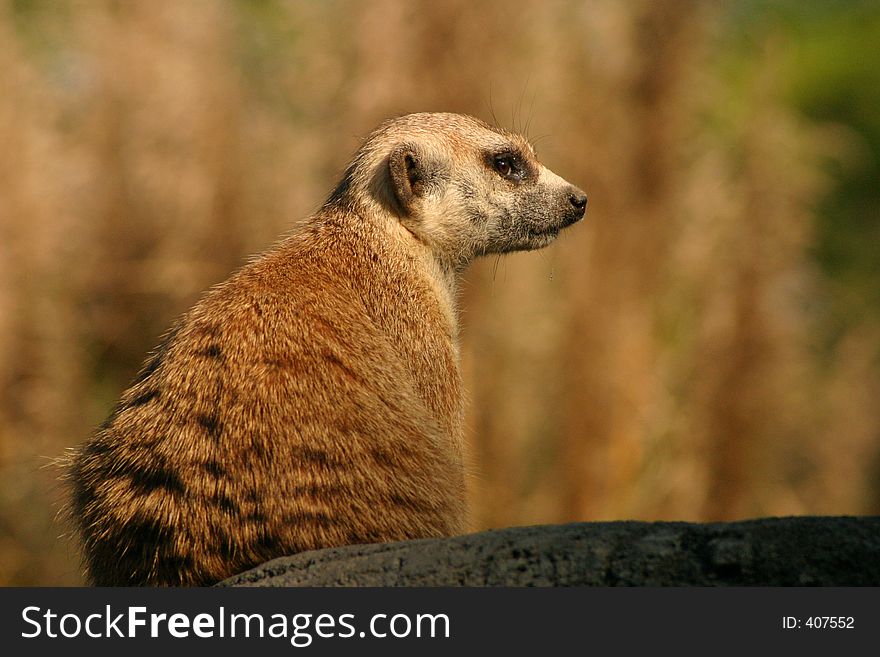 A meerkat stands sentry duty on a rock