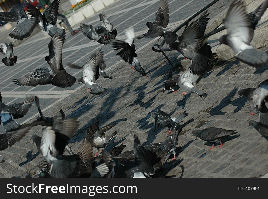 A lot of pigeons. A lot of pigeons