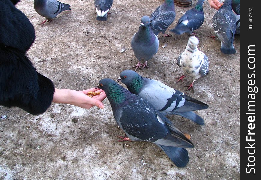 People feeding the pigeons. People feeding the pigeons