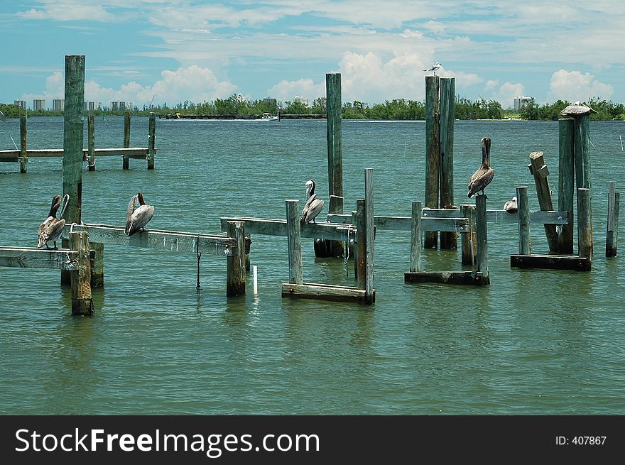 Pelicans Finding Their Place