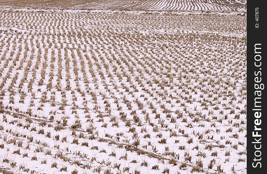 Japanese Rice Field In Winter-texture