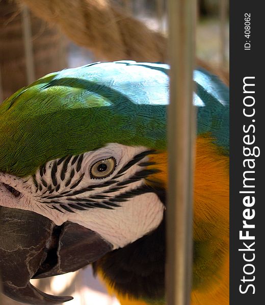 Closeup shot of a parrot in Aruba. Closeup shot of a parrot in Aruba...