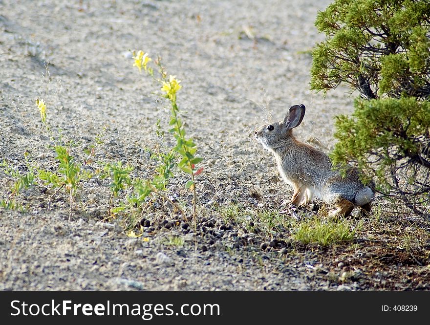 Rabbit emerging from out under bush. Rabbit emerging from out under bush