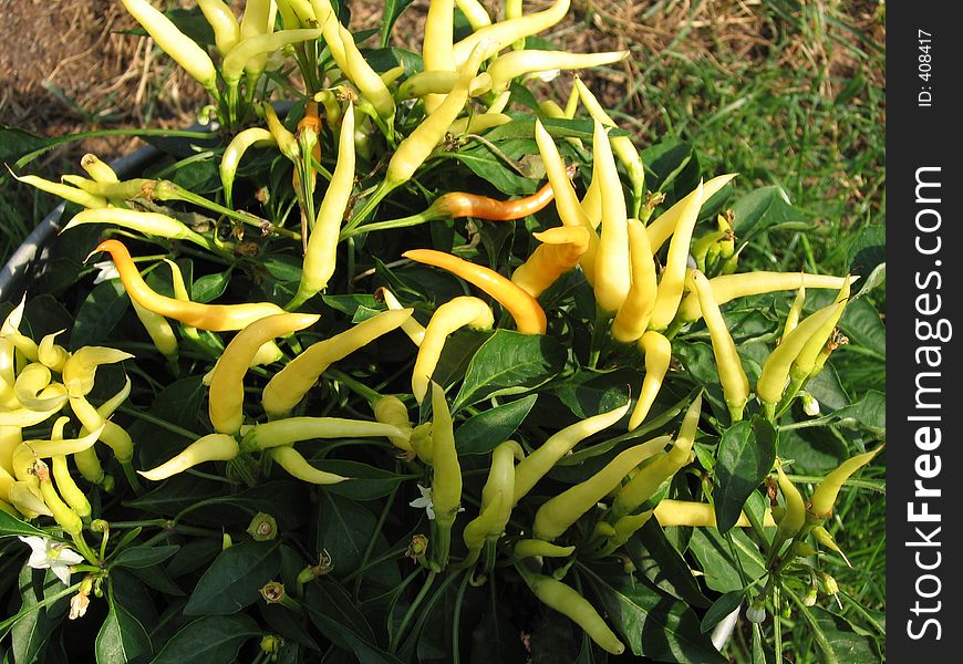 Yellow Chili Plant