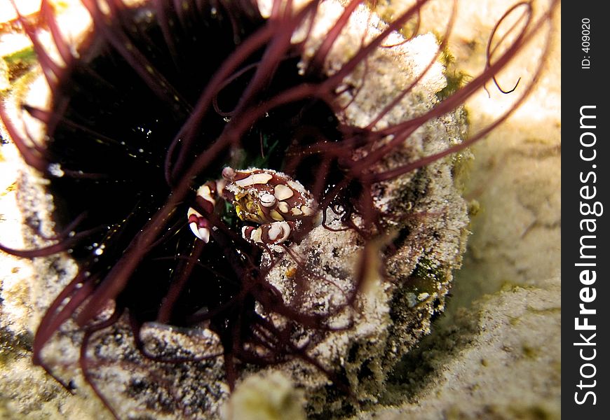 Hiding in a tube anemone. Lissocarcinus laevis. Hiding in a tube anemone. Lissocarcinus laevis