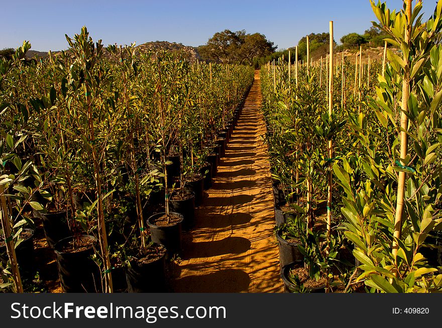 Large growing Fields. Large growing Fields