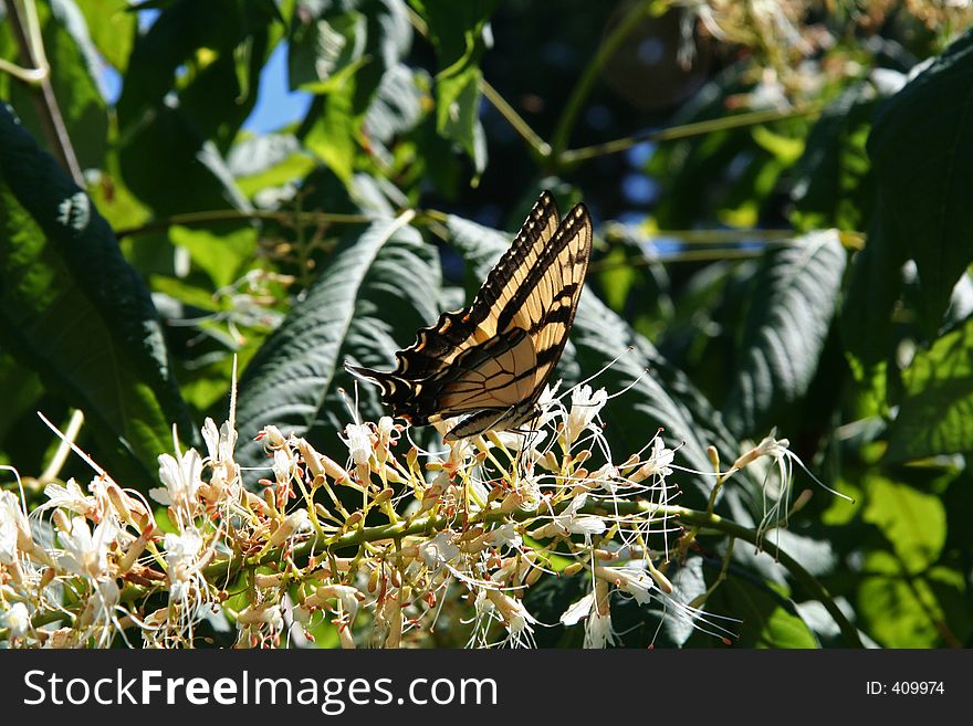 Butterfly Landing on Flower