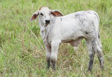 Baby Cow Stock Images Baby Cow Stock Images