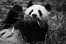 Panda Eating Bamboo Stock Photos