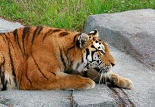 Siberian Tiger Stock Image Siberian Tiger Stock Image
