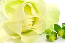 Yellow Rose And Decorations Royalty Free Stock Image Yellow Rose And Decorations Royalty Free Stock Image