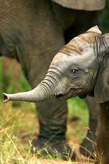 African Elephants Stock Photo African Elephants Stock Photo