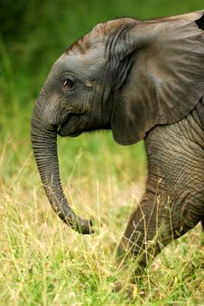 African Elephants Royalty Free Stock Image African Elephants Royalty Free Stock Image