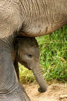African Elephants Royalty Free Stock Images African Elephants Royalty Free Stock Images