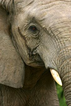 African Elephants Stock Image African Elephants Stock Image