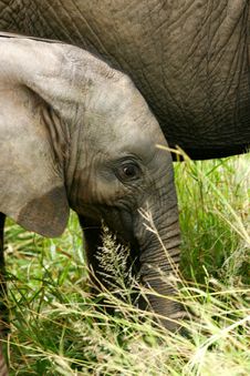 African Elephants Stock Photos African Elephants Stock Photos